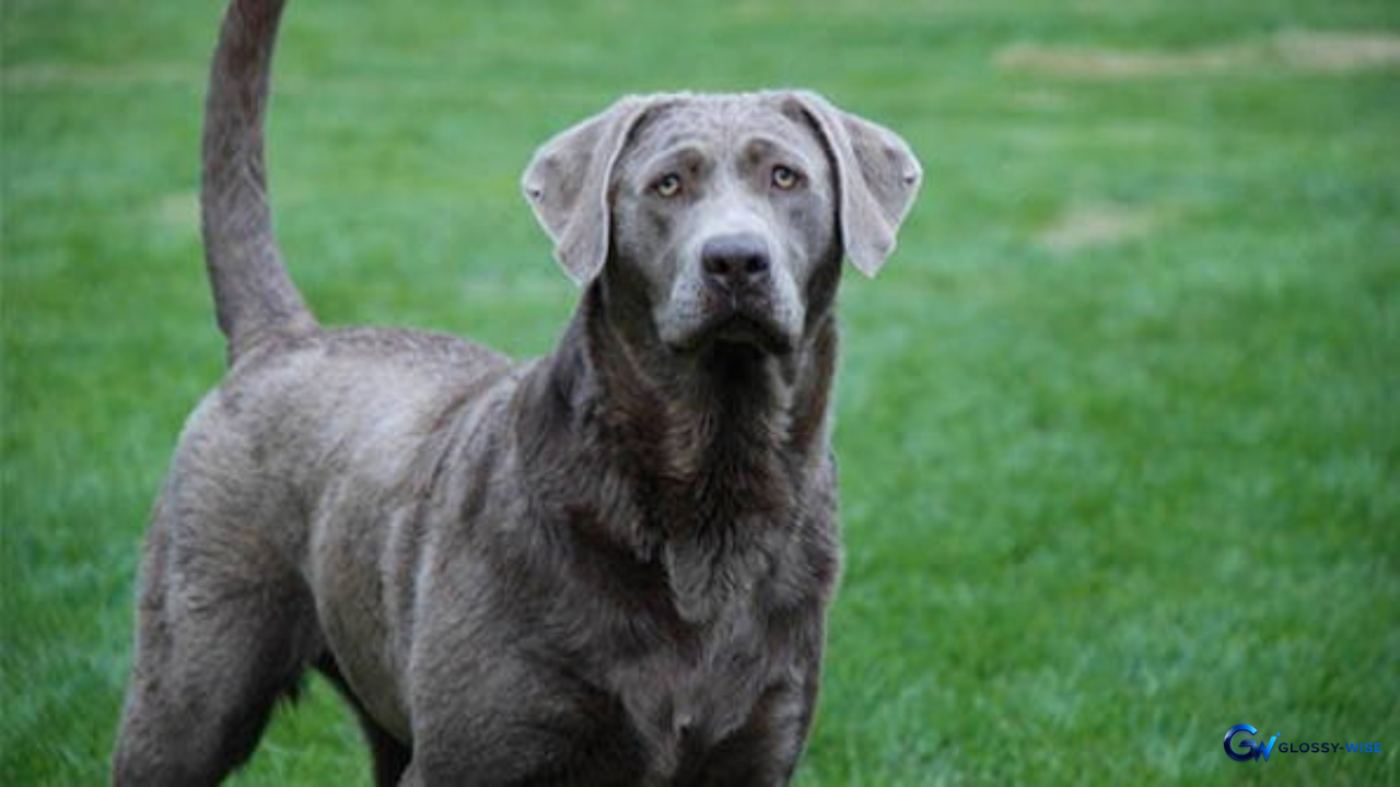 Silver Lab